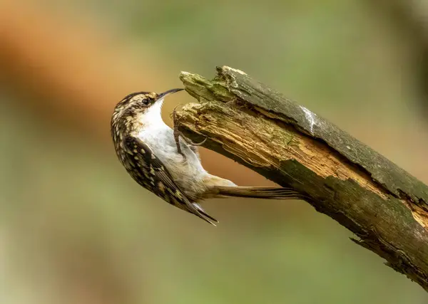 Tree creeper bird on a tree branch in the woodland