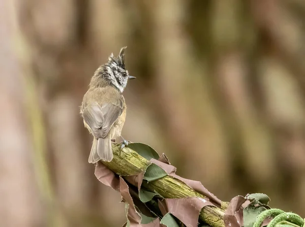 Very Rare Scottish Highlands Bird Crested Tit Woodland Natural Forest — Stock Fotó