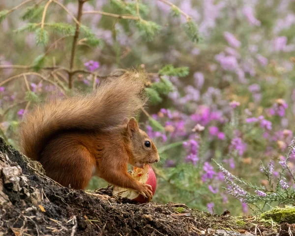 かわいい 愛らしい 空腹な小さなスコットランドの赤いリスは自然の森の背景を持つ森林でジューシーな赤いリンゴを食べる — ストック写真