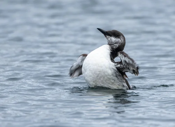 Черно Белая Птица Гильмот Гордящаяся Очищающая Свои Перья Море — стоковое фото