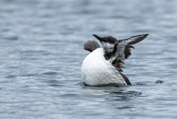 黑白相间的海鸟在海里为自己的羽毛做准备和清洁 — 图库照片