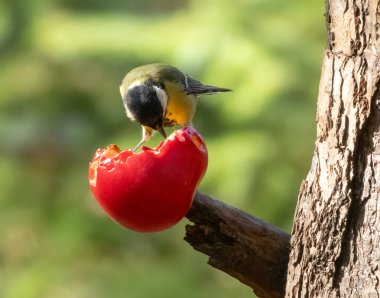 Hungry little great tit bird pecking at a juicy red apple on a branch in the woodland with natural green forest background