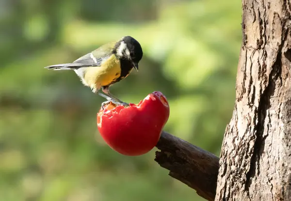 Hungry Little Great Tit Bird Pecking Juicy Red Apple Branch — Stockfoto
