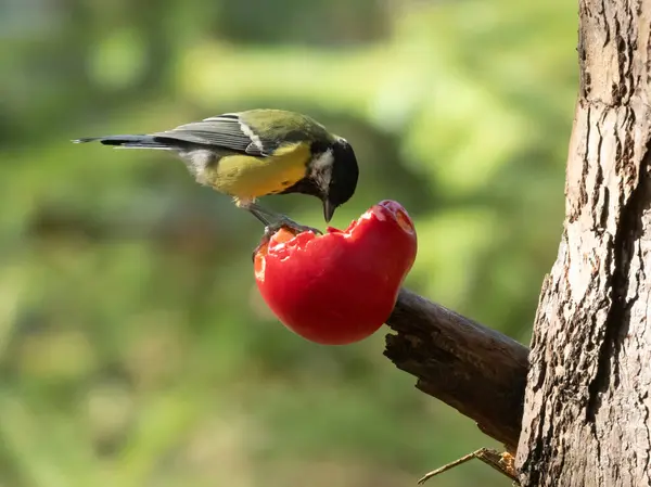 Hungry Little Great Tit Bird Pecking Juicy Red Apple Branch — Stockfoto
