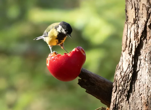 Hungry Little Great Tit Bird Pecking Juicy Red Apple Branch — Foto Stock