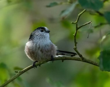 Cute little long tailed tit bird perched on a branch in the woodland with natural green forest background