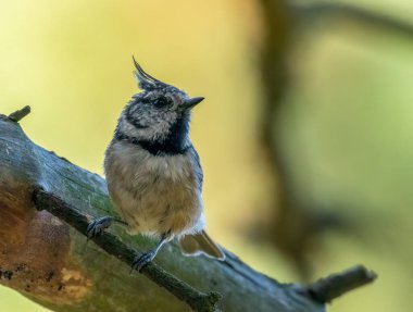 Very rare scottish highlands bird, the crested tit in the woodland with natural forest background