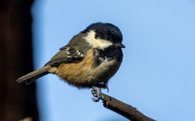 Little coal tit, small bird, perched on one leg on the edge of a branch with natural blue sky background 