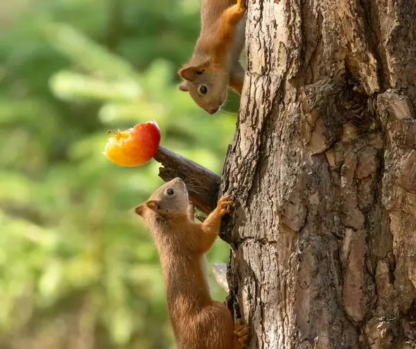 Dois Esquilos Vermelhos Escoceses Bonitos Querendo Comer Mesma Maçã Suculenta — Fotografia de Stock