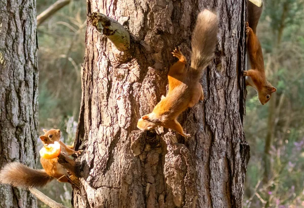 两只可爱的苏格兰小红松鼠想吃的是林地树枝上的那个多汁的苹果 — 图库照片