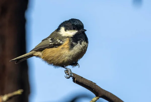 Little Coal Tit Small Bird Perched One Leg Edge Branch — Photo