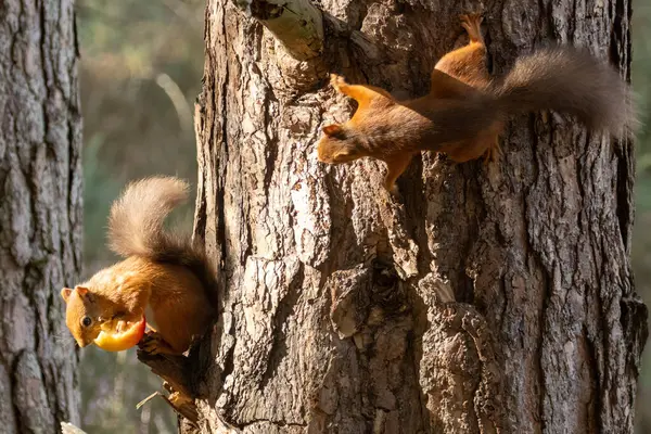 Two Cute Little Scottish Red Squirrels Wanting Eat Same Juicy — Stock Photo, Image