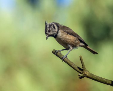 Very rare scottish highlands bird, the crested tit in the woodland with natural forest background