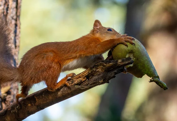 Cute and hungry little scottish red squirrel eating a juicy green pear on the branch of a tree in the woodland with natural forest background