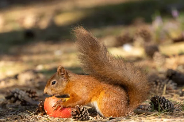 Petit Écureuil Roux Écossais Mignon Adorable Affamé Mangeant Une Pomme — Photo