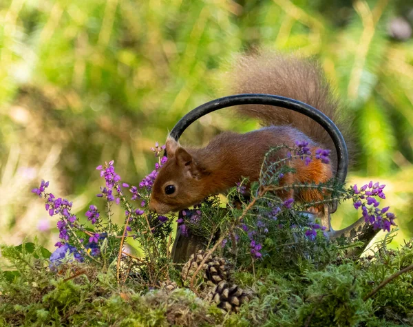 Meraklı ve meraklı küçük İskoç kırmızı sincabı ormandaki doğal orman geçmişi olan antika bir pirinç çaydanlığı araştırıyor. 