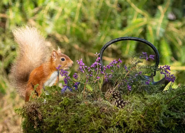 Curious Inquisitive Cute Little Scottish Red Squirrel Woodland Investigating Old — Stock Photo, Image