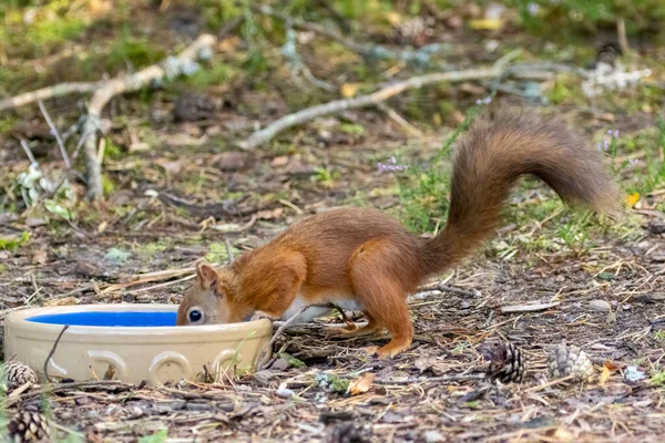在森林里一个非常炎热的日子里 一只可爱又口渴的小红松鼠正在用盘子里的水喝水 — 图库照片