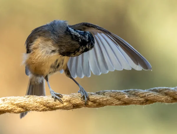 Very Rare Scottish Highlands Bird Crested Tit Preening Its Wing — стоковое фото