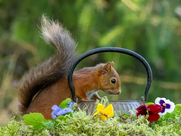 Şirin ve meraklı küçük İskoç kırmızı sincabı. Çok meraklı. Etrafı doğal yeşil orman arka planına sahip ormandaki renkli nonoş çiçekleriyle çevrili antika bir pirinç çaydanlığa bakıyor. 