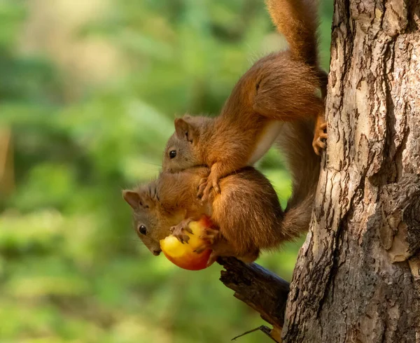 Dwie Urocze Szkockie Czerwone Wiewiórki Dzielące Jabłko Gałęzi Drzewa Lesie — Zdjęcie stockowe