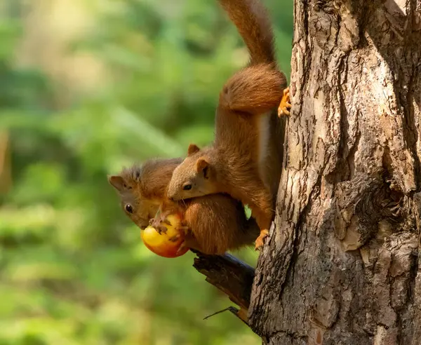 Two Adorable Little Scottish Red Squirrels Sharing Apple Branch Tree — Stock Photo, Image
