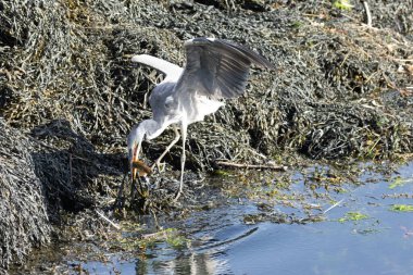Karabatak yakalayan genç gri balıkçıl, gagalı balık gibi büyük yılan balığı avlayan balıkçıl.