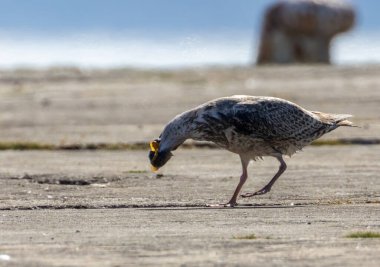 Tereyağlı martı yavrusu, martı bir balık yakalamış, bir limanın kenarında yiyormuş.
