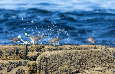 Kıyı kuşları kıyı şeridinde dalgalarla besleniyor.