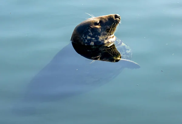 Schöne Große Robbe Schläft Mit Geschlossenen Augen Klaren Meerwasser Der — Stockfoto