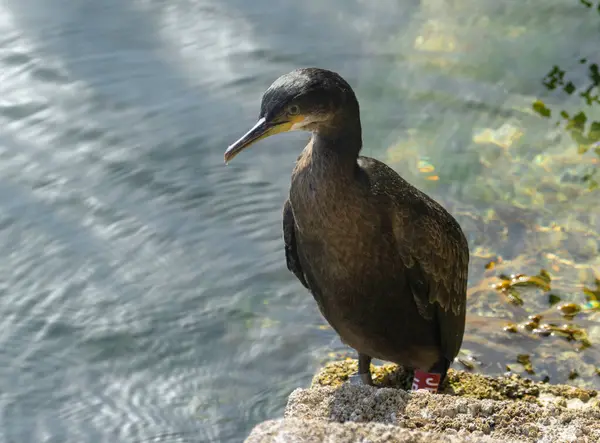 Krásný Zblízka Portrét Shag Velký Mořský Pták Odpočívající Přístavních Schodech — Stock fotografie