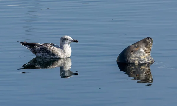 Juvenile Herring Gull Very Curious Inquisitive Swimming Close Harbour Seal — Stock Photo, Image