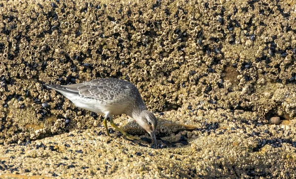 Knoten Ufervogel Ernährt Sich Muschelverkrusteten Felsen Entlang Der Küste — Stockfoto