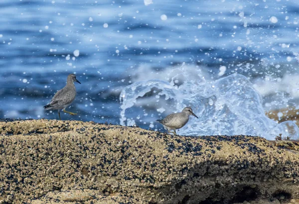 Shorebirds Alimentando Longo Rochas Linha Costa Pelo Mar Com Ondas — Fotografia de Stock