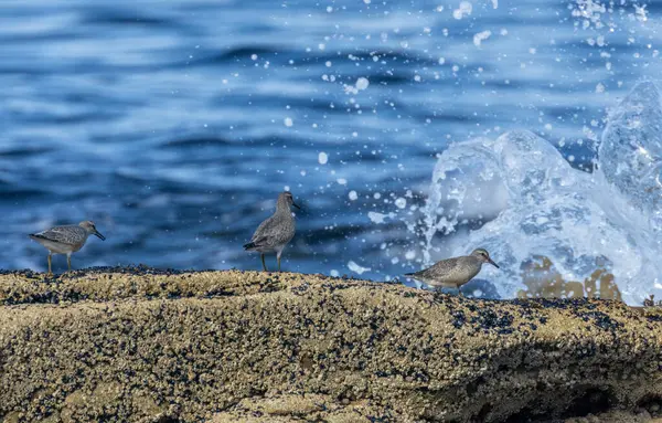 Kıyı kuşları kıyı şeridinde dalgalarla besleniyor.