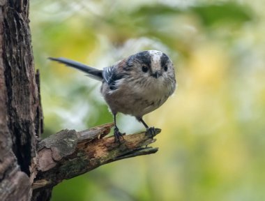 Very small and cute little woodland bird, the long tailed tit, perched on a tree in the woodland with natural forest background