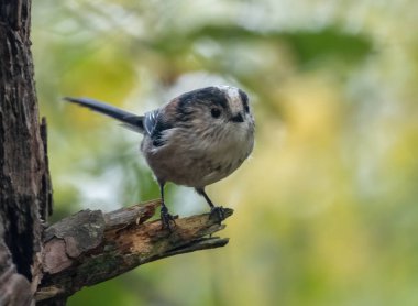 Very small and cute little woodland bird, the long tailed tit, perched on a tree in the woodland with natural forest background