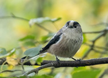 Very small and cute little woodland bird, the long tailed tit, perched on a tree in the woodland with natural forest background