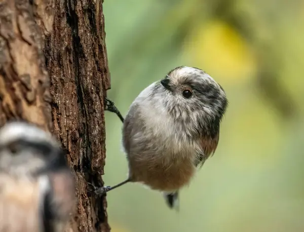 Very small and cute little woodland bird, the long tailed tit, perched on a tree in the woodland with natural forest background