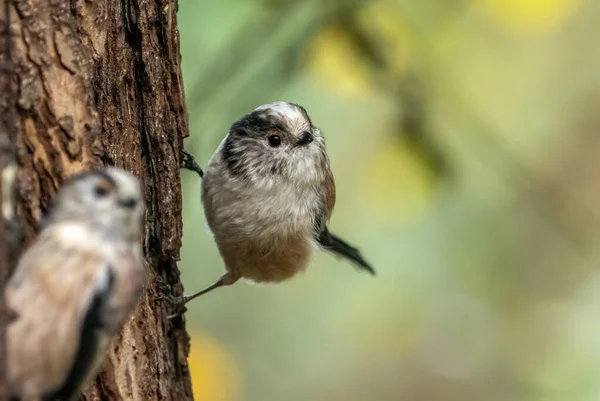 Very small and cute little woodland bird, the long tailed tit, perched on a tree in the woodland with natural forest background