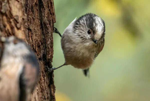 Very Small Cute Little Woodland Bird Long Tailed Tit Perched — Stockfoto