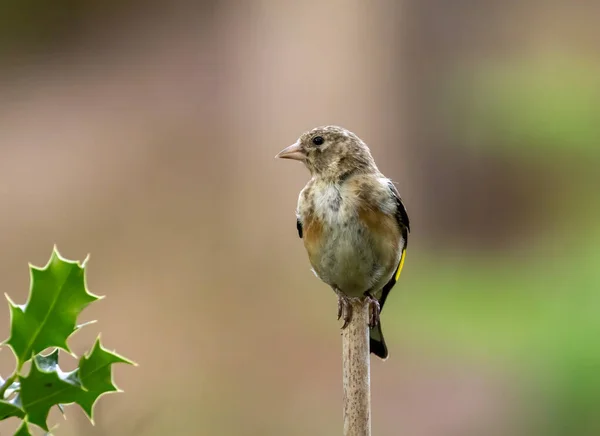 Pássaro Goldfinch Juvenil Empoleirado Floresta Com Fundo Verde Natural Floresta — Fotografia de Stock