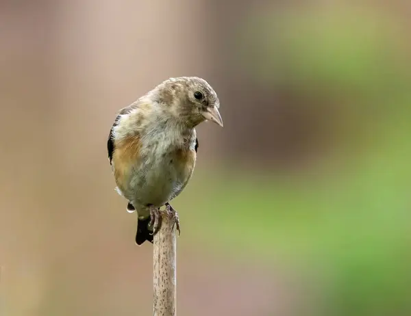 Oiseau Chardonneret Juvénile Perché Dans Forêt Avec Fond Naturel Forêt — Photo