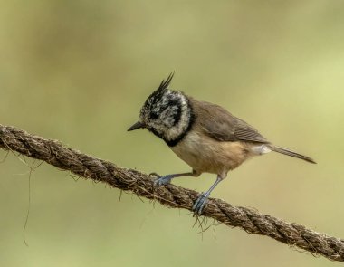 Very rare little scottish woodland bird.  Crested tit, only found in certain areas of the Scottish Highlands