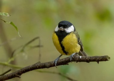 Beautiful great tit bird with brightly coloured yellow plumage feathers perched on a branch in the woodland with natural green background