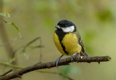 Beautiful great tit bird with brightly coloured yellow plumage feathers perched on a branch in the woodland with natural green background