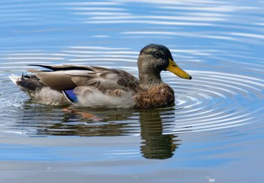 Mallard ördeği gölette yüzüyor, çok güzel bir su yansıması var. 