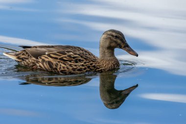 Mallard ördeği gölette yüzüyor, çok güzel bir su yansıması var. 