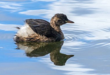 Yavru yavru kuş, küçük yaban domuzu, dabchick gölette doğal su yansımasıyla yüzüyor. 