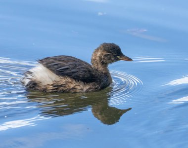 Yavru yavru kuş, küçük yaban domuzu, dabchick gölette doğal su yansımasıyla yüzüyor. 